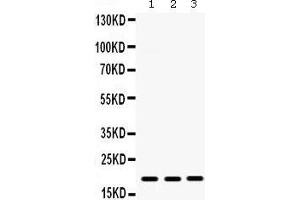 Western Blotting (WB) image for anti-gamma-Interferon-Induced Monokine (CXCL9) (AA 23-125) antibody (ABIN3042781) (CXCL9 anticorps  (AA 23-125))