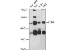 Western blot analysis of extracts of various cell lines, using P2RY8 antibody (ABIN7269753) at 1:1000 dilution. (P2RY8 anticorps  (AA 298-359))
