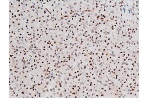 ABIN6267578 at 1/200 staining Human pancreas tissue sections by IHC-P.