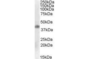 Western Blotting (WB) image for anti-Meis Homeobox 1 (MEIS1) (Internal Region) antibody (ABIN2466616) (MEIS1 anticorps  (Internal Region))