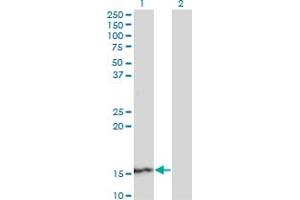 Western Blot analysis of SUPT4H1 expression in transfected 293T cell line by SUPT4H1 monoclonal antibody (M01), clone 3G4. (SUPT4H anticorps  (AA 18-117))