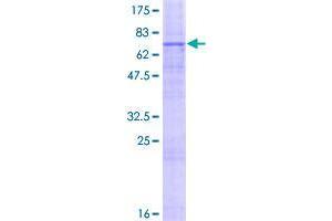 G Protein-Coupled Receptor 172B (GPR172B) (AA 1-448) protein (GST tag)