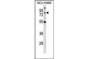 Western blot analysis of MST1 Antibody (C-term) in NCI-H460 cell line lysates (35ug/lane). (MST1 anticorps  (C-Term))