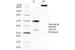 SDS-PAGE Analysis Purified GITR Mouse Monoclonal Antibody (DTA-1). (TNFRSF18 anticorps)