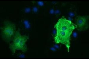 Immunofluorescence (IF) image for anti-Tubulin, alpha 3e (TUBA3E) antibody (ABIN1501556) (TUBA3E anticorps)