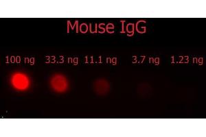 Dot Blot of F(ab')2 Donkey Anti-Mouse IgG Antibody Phycoerythrin conjugated Min X Bv Ch Gt GP Ham Hs Hu Rb Rt & Sh Serum Proteins. (Âne anti-Souris IgG (Heavy & Light Chain) Anticorps (PE) - Preadsorbed)