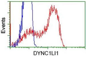 HEK293T cells transfected with either RC222010 overexpress plasmid (Red) or empty vector control plasmid (Blue) were immunostained by anti-DYNC1LI1 antibody (ABIN2452971), and then analyzed by flow cytometry. (DYNC1LI1 anticorps)