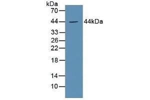 Detection of EP3 in Mouse Kidney Tissue using Polyclonal Antibody to Prostaglandin E Receptor 3 (EP3) (PTGER3 anticorps  (AA 217-390))