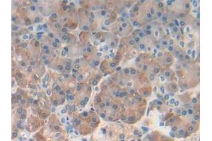 Detection of REG1b in Human Pancreas Tissue using Polyclonal Antibody to Regenerating Islet Derived Protein 1 Beta (REG1b) (REG1B anticorps  (AA 23-166))