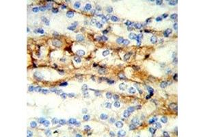 IHC analysis of FFPE mouse kidney stained with MFN2 antibody (MFN2 anticorps  (AA 447-476))