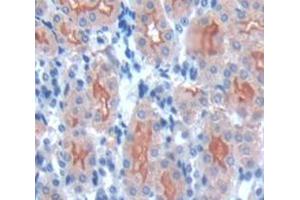 IHC-P analysis of Mouse Tissue, with DAB staining. (PCSK9 anticorps  (AA 156-694))