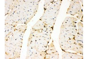 Anti- Annexin A3 Picoband antibody, IHC(P) IHC(P): Mouse Cardiac Muscle Tissue