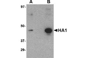 Western Blotting (WB) image for anti-Hemagglutinin antibody (Influenza A Virus H5N1) (ABIN1031717) (Hemagglutinin anticorps)