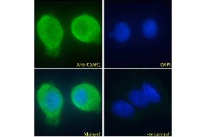 ABIN5539670 Immunofluorescence analysis of paraformaldehyde fixed HepG2 cells, permeabilized with 0. (C5AR1 anticorps  (C-Term))
