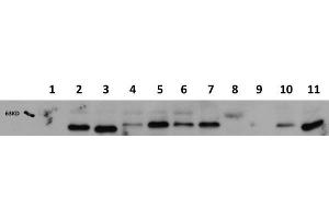 Western Blot of Mouse anti-AKT1 antibody.