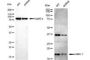 Western blotting analysis using cofilin 1 antibody (ABIN7798111). (Recombinant Cofilin anticorps)