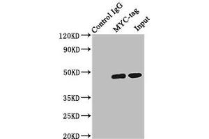 Immunoprecipitating MYC-tag with transfected HEK293 Lane 1: Mouse control IgG (1 μg) instead of ABIN7127946 in transfected HEK293 whole cell lysate. (Myc Tag anticorps)