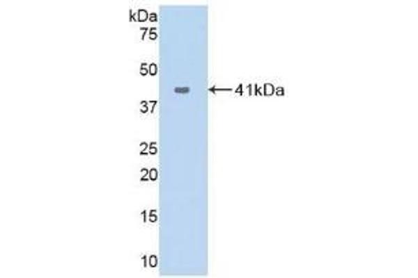 CXCL17 antibody  (AA 24-119)