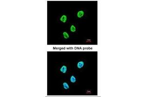 ICC/IF Image Immunofluorescence analysis of paraformaldehyde-fixed HeLa, using SET antibody, isoform 2-specifc , at 1:200 dilution.