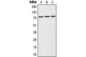 Western blot analysis of NHE6 expression in HEK293T (A), Raw264. (SLC9A6 anticorps  (Center))