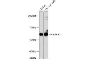 Western blot analysis of extracts of various cell lines, using Cyclin B1 antibody (ABIN7266553) at 1:1000 dilution. (Cyclin B1 anticorps)