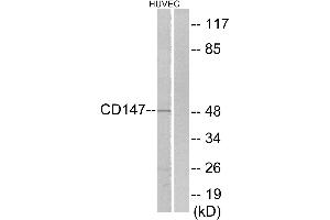 Immunohistochemistry analysis of paraffin-embedded human brain tissue using CD147 antibody. (CD147 anticorps  (C-Term))