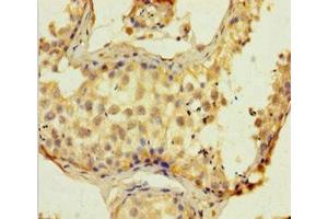 Immunohistochemistry of paraffin-embedded human testis tissue using ABIN7152513 at dilution of 1:100 (SUPT16H anticorps  (AA 187-282))
