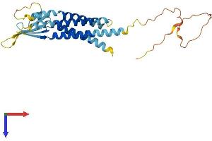 AlphaFold protein structure predicition of Human Recombinant CACNG5 Protein, UniprotID Q9UF02