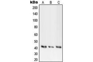 anti-PKA C alpha/beta/gamma (Center) antibody