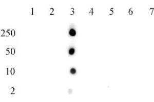 Histone H2B acetyl Lys15 pAb tested by dot blot analysis. (Histone H2B anticorps  (acLys15))