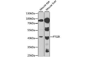 Western blot analysis of extracts of various cell lines, using PTGIR antibody. (Prostacyclin Receptor anticorps  (AA 207-386))