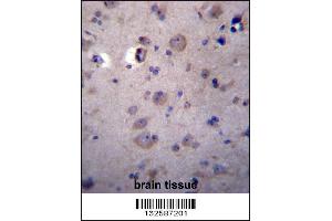 HPSE2 Antibody immunohistochemistry analysis in formalin fixed and paraffin embedded human brain tissue followed by peroxidase conjugation of the secondary antibody and DAB staining. (Heparanase 2 anticorps  (C-Term))
