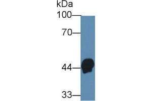 Western Blot; Sample: Human Serum; Primary Ab: 3µg/ml Mouse Anti-Human HPR Antibody Second Ab: 0. (HPR anticorps  (AA 102-347))