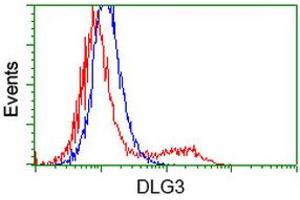 Image no. 2 for anti-Discs, Large Homolog 3 (DLG3) antibody (ABIN1497851) (DLG3 anticorps)