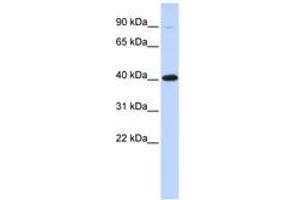 Image no. 1 for anti-Zinc Finger Protein 42 (ZFP42) (AA 108-157) antibody (ABIN6742666) (ZFP42 anticorps  (AA 108-157))