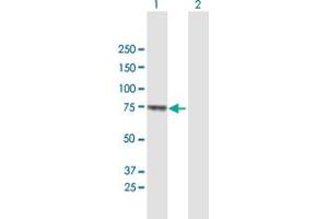 Western Blot analysis of MUC20 expression in transfected 293T cell line by MUC20 MaxPab polyclonal antibody. (MUC20 anticorps  (AA 1-538))