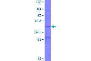 Image no. 1 for Mitochondrial Ribosomal Protein L34 (MRPL34) (AA 1-92) protein (GST tag) (ABIN1311321)
