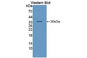 Western blot analysis of the recombinant protein. (Asialoglycoprotein Receptor 2 anticorps  (AA 1-311))