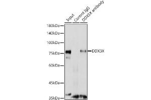Immunoprecipitation analysis of 300 μg extracts of C6 cells using 3 μg DDX3X antibody (ABIN6130252, ABIN6139494, ABIN6139495 and ABIN6221274).