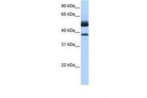 Image no. 1 for anti-Lipase, Family Member J (LIPJ) (AA 282-331) antibody (ABIN6739347) (LIPJ anticorps  (AA 282-331))