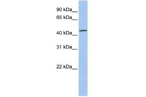 WB Suggested Anti-CSNK2A1 Antibody Titration: 0. (CSNK2A1/CK II alpha anticorps  (Middle Region))