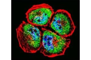 Confocal immunofluorescent analysis of MMP3 antibody with NCI-H460 cells followed by Alexa Fluor 488-conjugated goat anti-rabbit lgG (green).