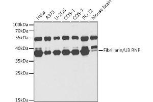 Western blot analysis of extracts of various cell lines, using Fibrillarin/U3 RNP antibody (ABIN6130429, ABIN6140494, ABIN6140496 and ABIN6217509) at 1:1000 dilution. (Fibrillarin anticorps  (AA 100-321))
