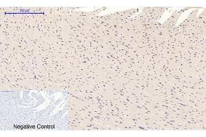 Immunohistochemical analysis of paraffin-embedded rat heart tissue.