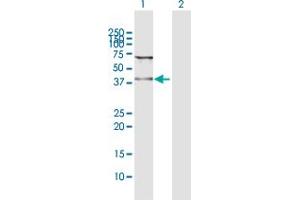 Western Blot analysis of WDR74 expression in transfected 293T cell line by WDR74 MaxPab polyclonal antibody. (WDR74 anticorps  (AA 1-366))