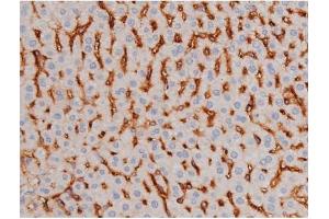 ABIN6267361 at 1/200 staining Mouse liver tissue sections by IHC-P.