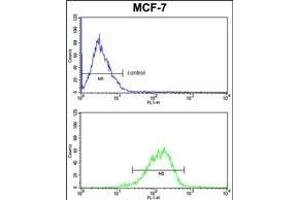 RBM3 Antibody (C-term) (ABIN391592 and ABIN2841521) FC analysis of MCF-7 cells (bottom histogram) compared to a negative control cell (top histogram). (RBM3 anticorps  (C-Term))