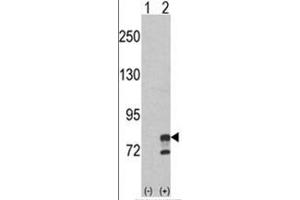 Western blot analysis of GMPS (arrow) using rabbit polyclonal GMPS Antibody (Center) .