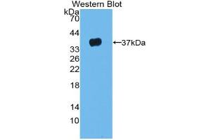 Western blot analysis of the recombinant protein. (LRG1 anticorps  (AA 37-340))