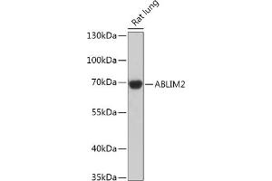 ABLIM2 Antikörper  (AA 74-309)